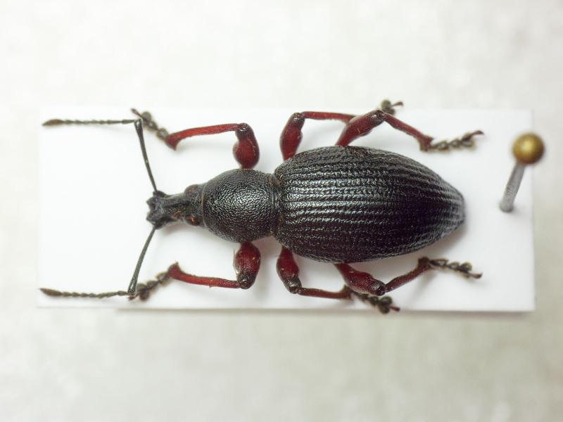 Otiorhynchus tenebricosus (Herbst, 1784)